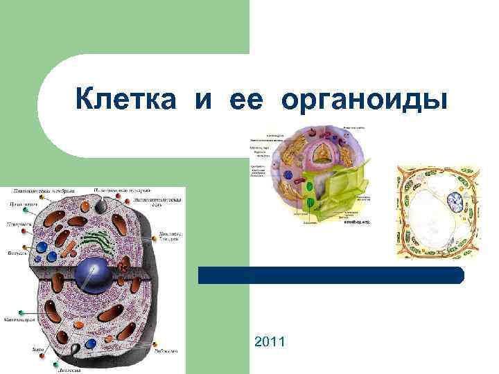 Клетка 9. Клетка и ее органоиды. Клетка человека и ее органоиды. Органоиды клетки рисунки. Клетка и ее органоиды рисунок.