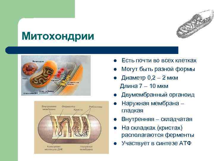 Митохондрии l l l l Есть почти во всех клетках Могут быть разной формы