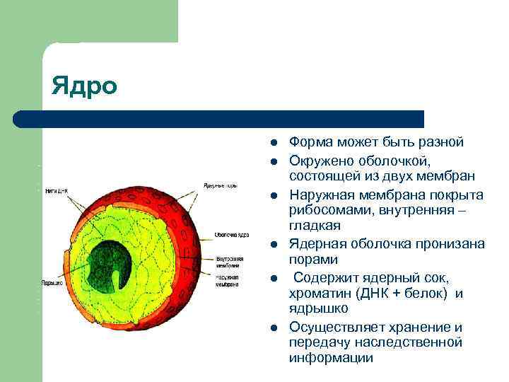 Органоид состоящий из двух