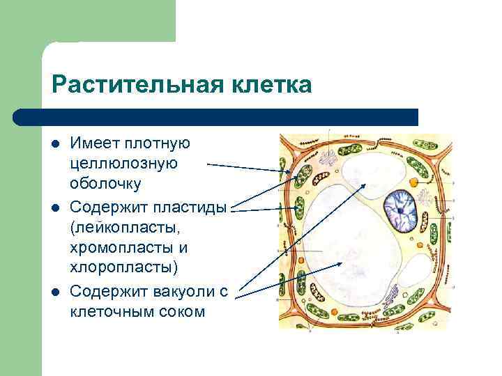 Растительная клетка l l l Имеет плотную целлюлозную оболочку Содержит пластиды (лейкопласты, хромопласты и