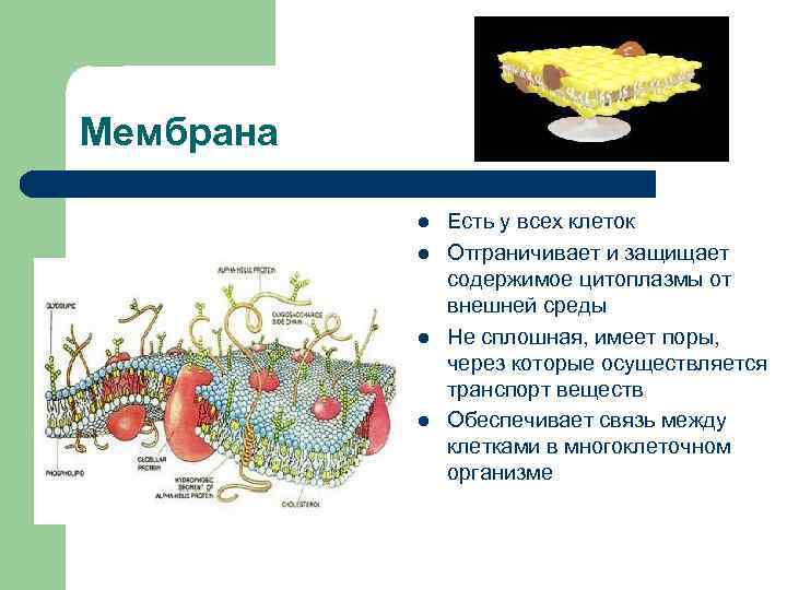 Органоид в цитоплазме клеток