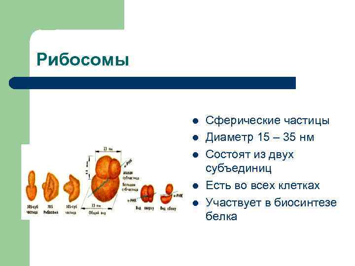 Рибосомы l l l Сферические частицы Диаметр 15 – 35 нм Состоят из двух