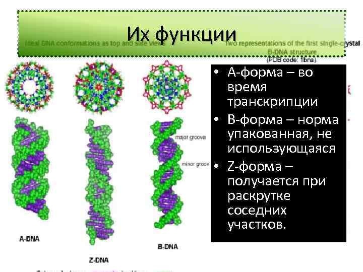 Их функции • А-форма – во время транскрипции • В-форма – норма упакованная, не
