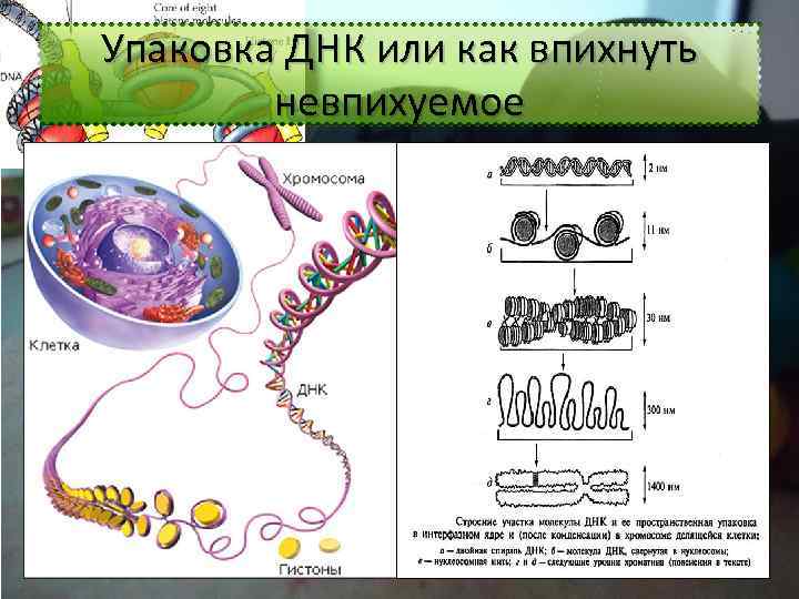 Схема упаковки днк