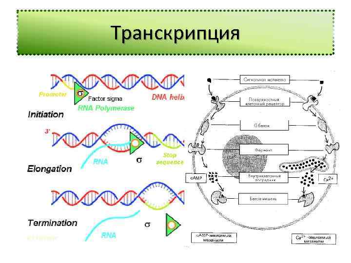 Транскрипция 