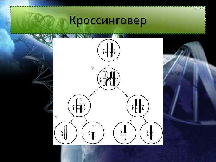 Кроссинговер 