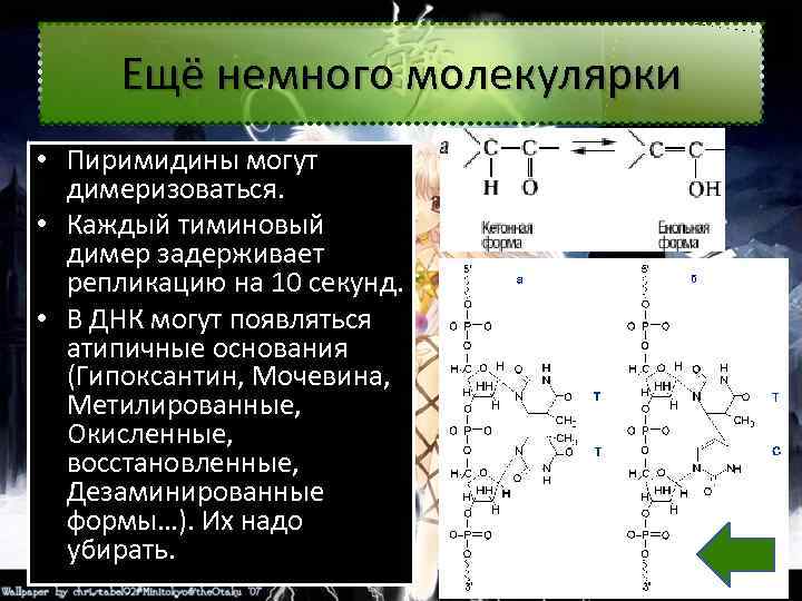 Ещё немного молекулярки • Пиримидины могут димеризоваться. • Каждый тиминовый димер задерживает репликацию на