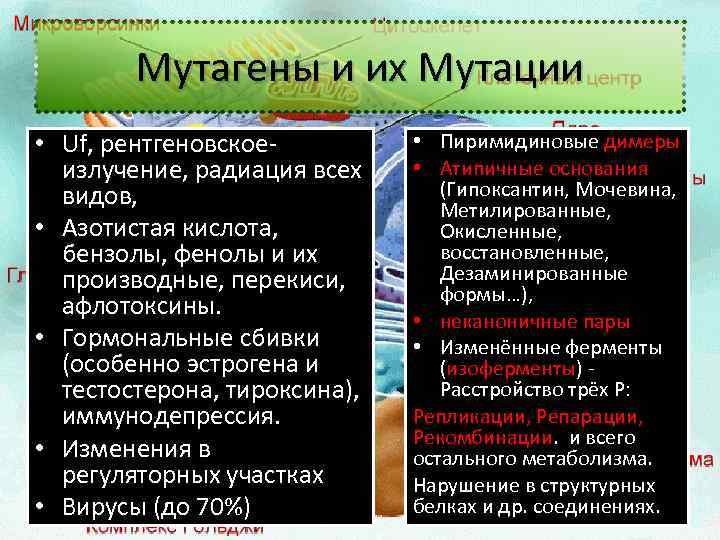 Мутагены и их Мутации • Uf, рентгеновскоеизлучение, радиация всех видов, • Азотистая кислота, бензолы,