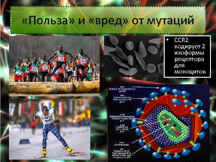  «Польза» и «вред» от мутаций • CCR 2 кодирует 2 изоформы рецептора для