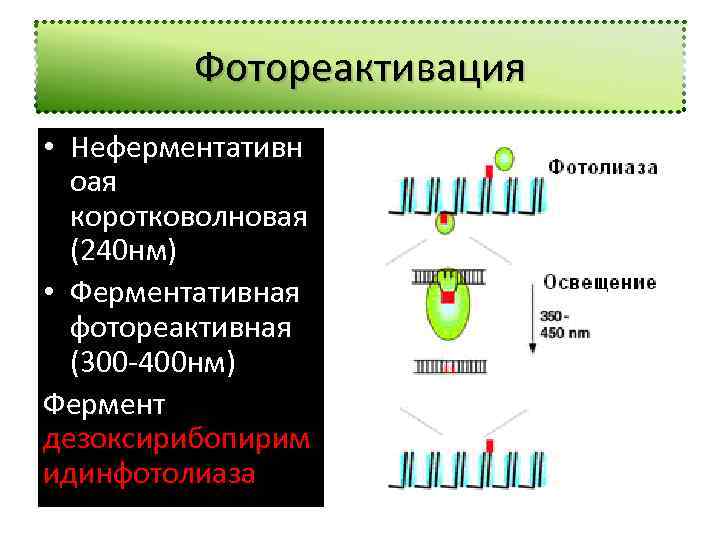 Фотореактивация • Неферментативн оая коротковолновая (240 нм) • Ферментативная фотореактивная (300 -400 нм) Фермент