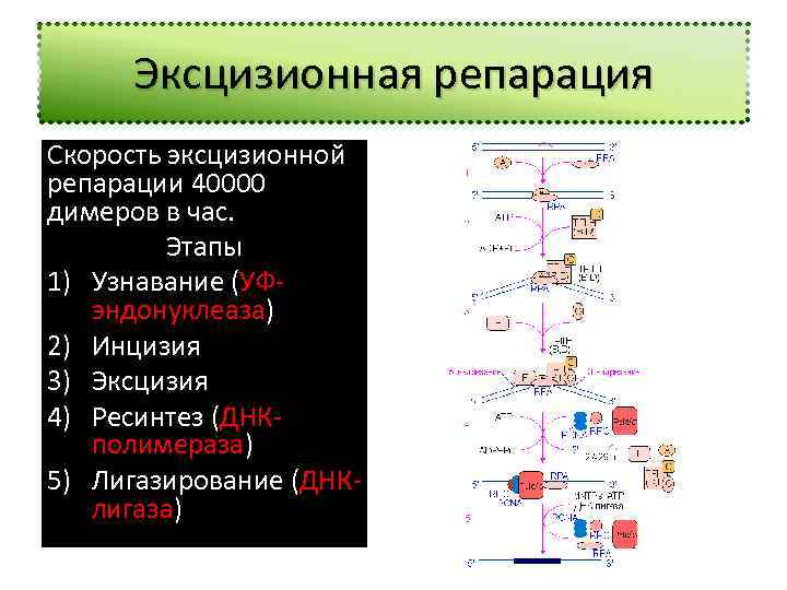 Эксцизионная репарация Скорость эксцизионной репарации 40000 димеров в час. Этапы 1) Узнавание (УФэндонуклеаза) 2)