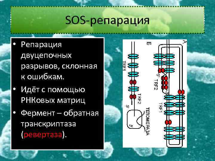 SOS-репарация • Репарация двуцепочных разрывов, склонная к ошибкам. • Идёт с помощью РНКовых матриц