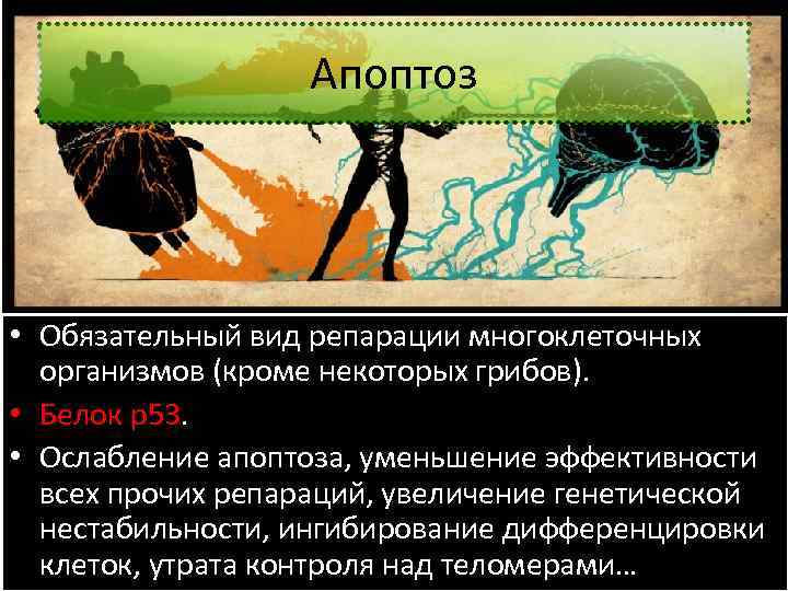 Апоптоз • Обязательный вид репарации многоклеточных организмов (кроме некоторых грибов). • Белок p 53.