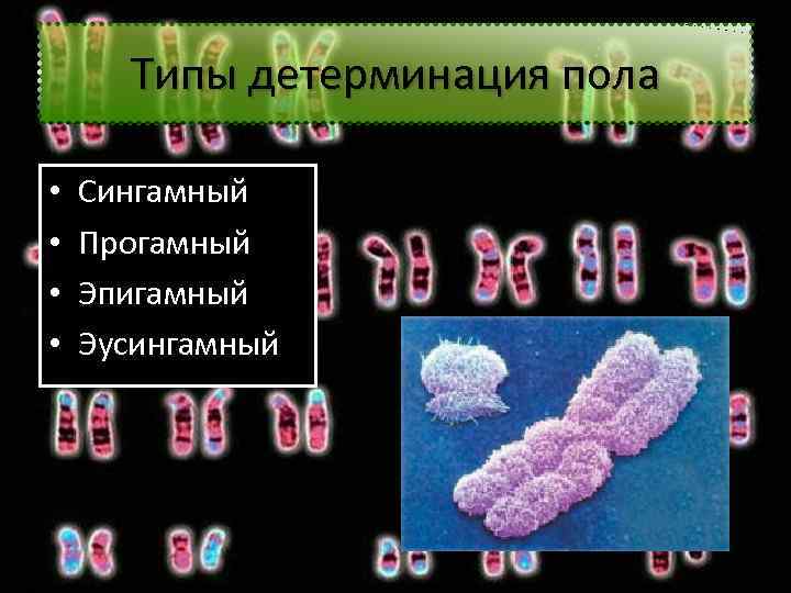 Типы детерминация пола • • Сингамный Прогамный Эпигамный Эусингамный 