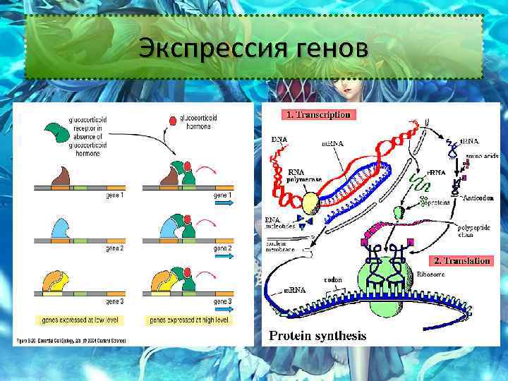 Экспрессия генов 