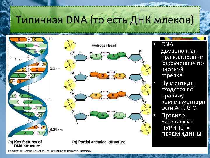 Двойная водородная связь в днк. Двуцепочная молекула ДНК. Схема двуцепочной молекулы ДНК. ДНК двуцепочная или одноцепочная. Как образовать двуцепочную молекулу ДНК.