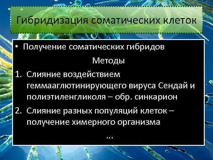 Гибридизация соматических клеток картинки