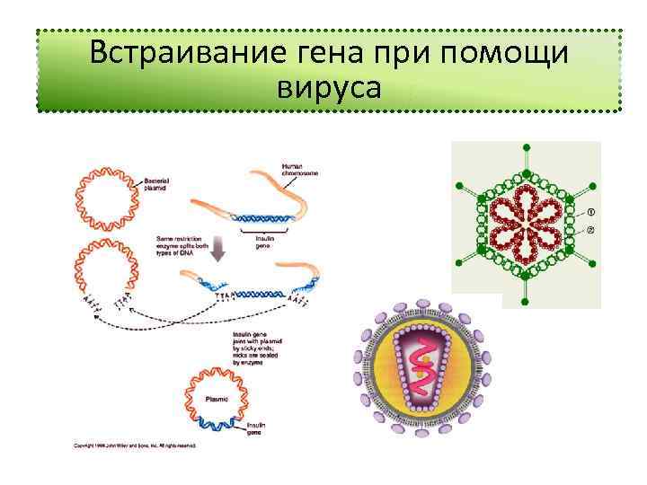 Встраивание гена при помощи вируса 