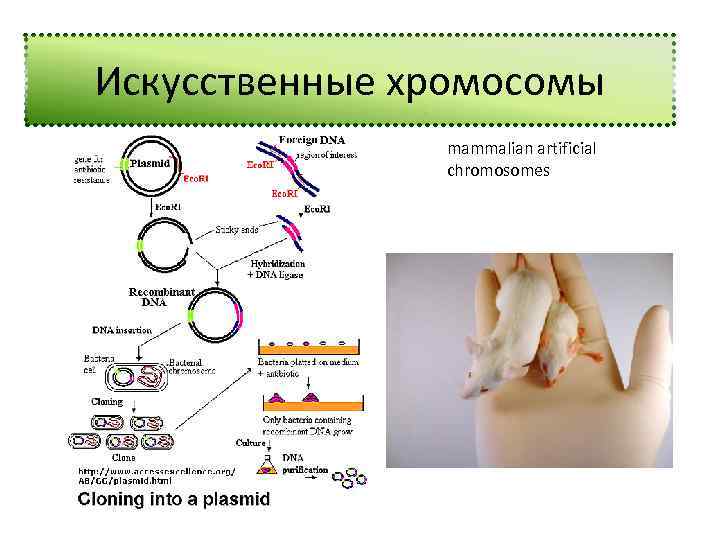 Искусственные хромосомы mammalian artificial chromosomes 