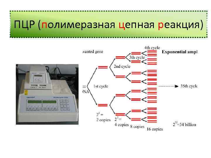 Пцр легких