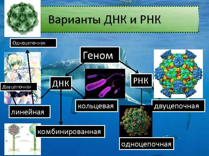 Варианты ДНК и РНК Одноцепочная Геном РНК Двуцепочная линейная кольцевая двуцепочная комбинированная одноцепочная 