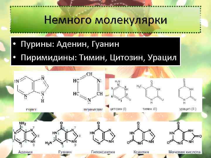 Аденин гуанин цитозин тимин. Тимин урацил аденин гуанин комплементарность. Аденин гуанин цитозин Тимин урацил. Азотистые основания аденин гуанин цитозин Тимин. Комплементарность аденин Тимин урацил.