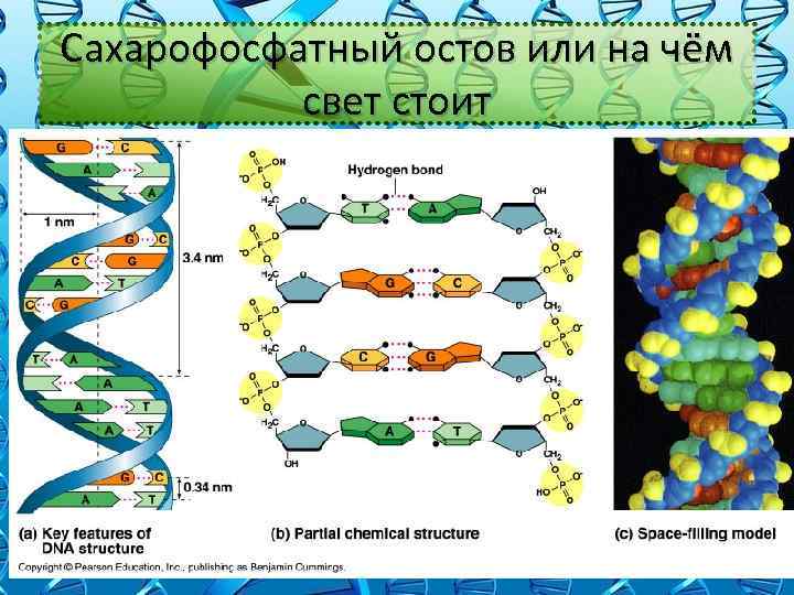 Две цепи молекулы днк. Сахарофосфатный остов ДНК. Сахарофосфатный остов молекулы ДНК. Сахарофосфатный скелет ДНК. ДНК структура сахарофосфатный остов.