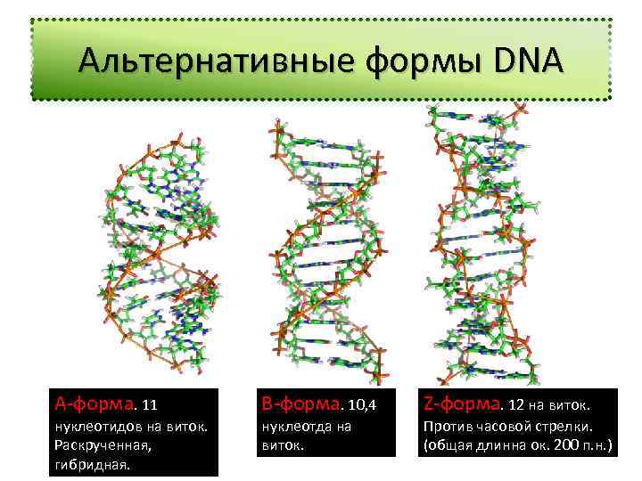 Альтернативные формы DNA A-форма. 11 нуклеотидов на виток. Раскрученная, гибридная. В-форма. 10, 4 нуклеотда