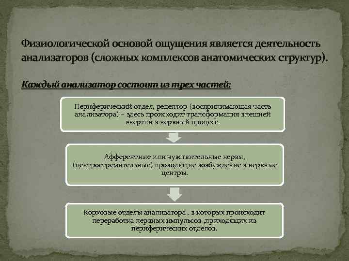 Физиологической основой ощущения является деятельность анализаторов (сложных комплексов анатомических структур). Каждый анализатор состоит из