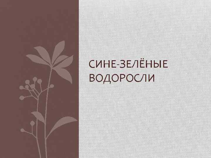 СИНЕ-ЗЕЛЁНЫЕ ВОДОРОСЛИ 