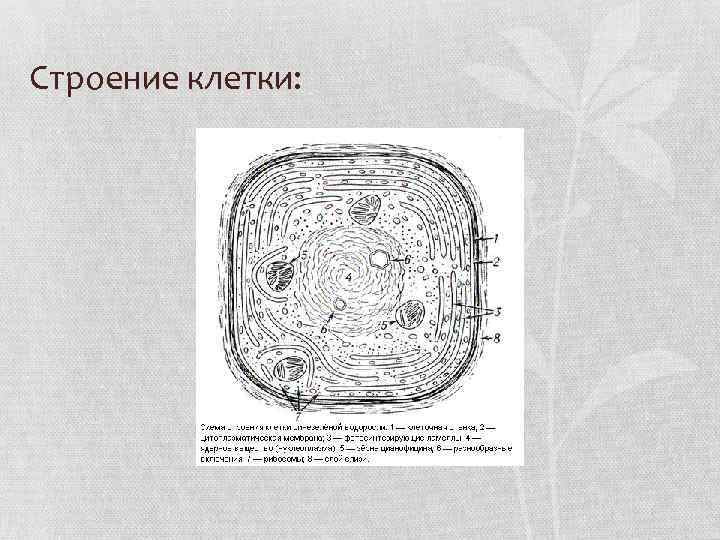 Строение клетки: 