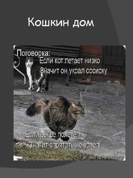 Кошкин дом 