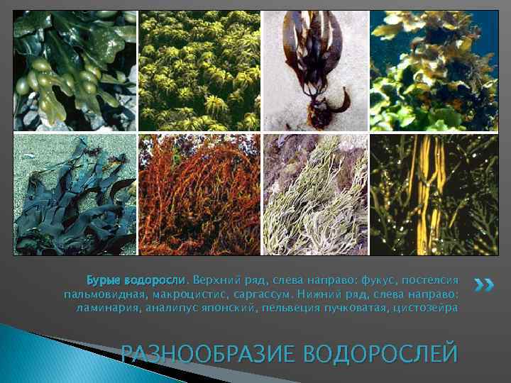 Бурые водоросли. Верхний ряд, слева направо: фукус, постелсия пальмовидная, макроцистис, саргассум. Нижний ряд, слева