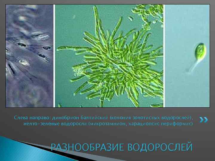 Слева направо: динобрион балтийский (колония золотистых водорослей), жёлто-зелёные водоросли (микротамнион, харациопсис периформис) РАЗНООБРАЗИЕ ВОДОРОСЛЕЙ