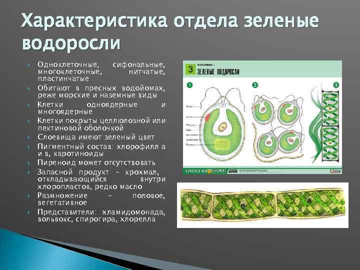 Характеристика отдела зеленые водоросли Одноклеточные, сифональные, многоклеточные, нитчатые, пластинчатые Обитают в пресных водойомах, реже