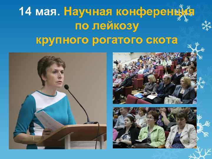 14 мая. Научная конференция по лейкозу крупного рогатого скота 