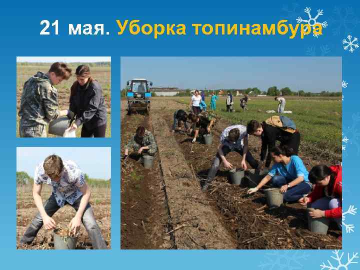 21 мая. Уборка топинамбура 