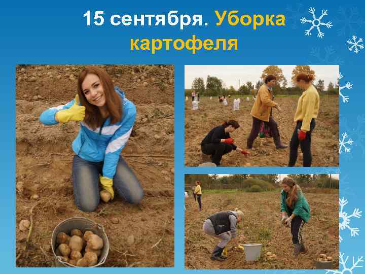 15 сентября. Уборка картофеля 