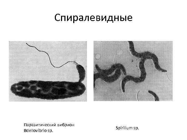Спиралевидные Паразитический вибрион Bdellovibrio sp. Spirillum sp. 