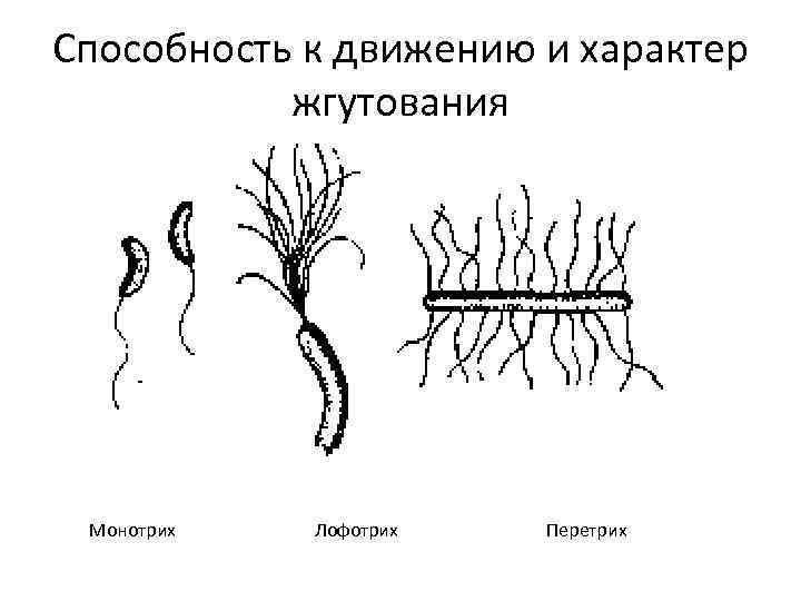 Способность к движению и характер жгутования Монотрих Лофотрих Перетрих 