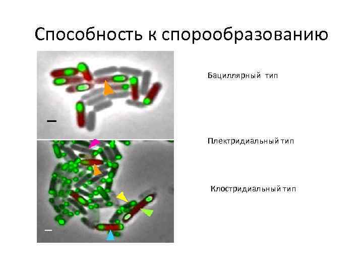 Способность к спорообразованию Бациллярный тип Плектридиальный тип Клостридиальный тип 
