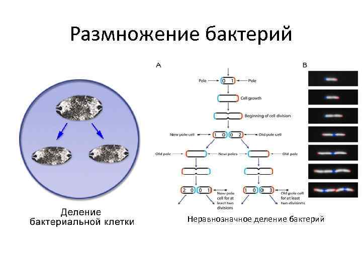 Размножение бактерий Неравнозначное деление бактерий 
