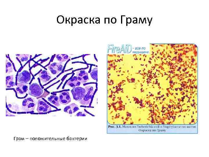 Основным руководством по систематике микроорганизмов является