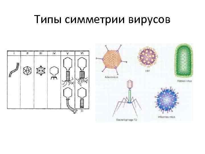 Типы симметрии вирусов 