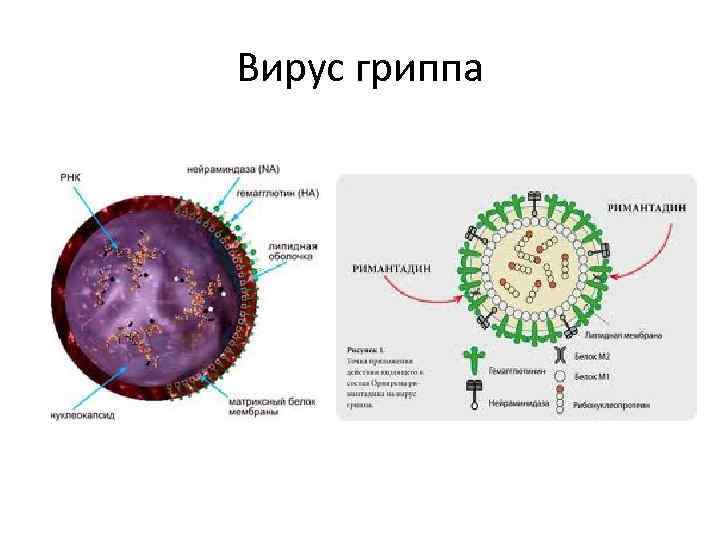 Вирус гриппа 