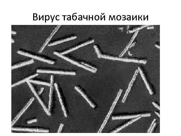 Вирус табачной мозаики 