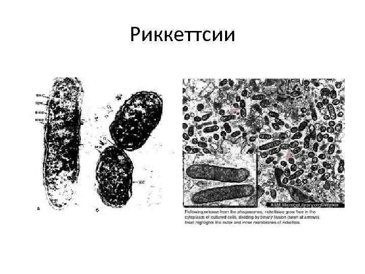 Риккеттсии 