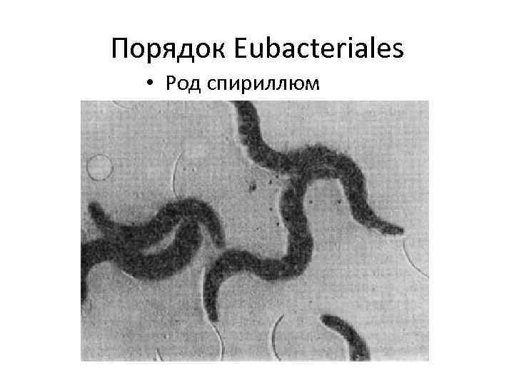 Порядок Eubacteriales • Род спириллюм 