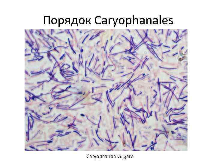 Порядок Caryophanales Caryophanon vulgare 