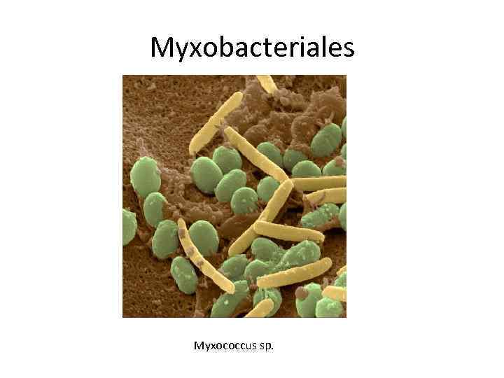 Myxobacteriales Myxococcus sp. 